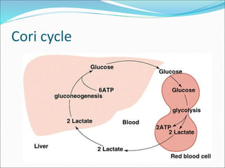 Cori cycle
 