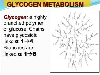 GLYCOGEN METABOLISM
Glycogen: a highly
branched polymer
of glucose. Chains
have glycosidic
links α 14.
Branches are
linked α 16.
 