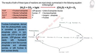 The results of both of these types of reactions are most simply summarized in the following equation:
Chlorophyll
2H2O + CO2 + light (CH2O) + H2O + O2
Fructose 6-phosphate, derived
from the photosynthetic cycle,
is converted to glucose-1-
phosphate which, in turn,
reacts with UTP to form UDP-
glucose. UDP-glucose either
reacts with fructose-6-
phosphate to form first sucrose
phosphate and ultimately
sucrose, or with fructose to
form sucrose directly.
F-6-P = Fructose 6-phosphate
G-1- P = Glucose-1-phosphate
G-6- P = Glucose-6-phosphate
UTP = Uridine Tri-phosphate
UDP-glucose = Uridine Di-phosphate Glucose
Sucrose – P = Sucrose-phosphate
Pi = Inorganic – phosphate
F = Fructose
M
d
.
I
m
r
a
n
N
u
r
M
a
n
i
k
 
