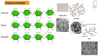 Polysaccharides
M
d
.
I
m
r
a
n
N
u
r
M
a
n
i
k
 
