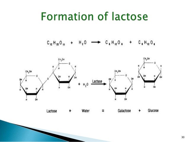 diagram of lactose and lactase reaction diagram and description of lactose lactase reaction choice diagram of lactose and lactase reaction diagram and description of lactose lactase reaction choice