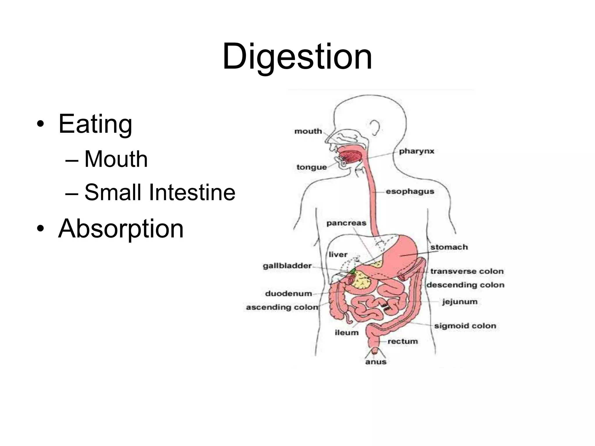DigestionEatingMouthSmall IntestineAbsorption