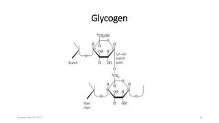 Glycogen
Tuesday, May 23, 2017 31
 