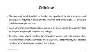 Cellolose
• Glycogen and starch ingested in the diet are hydrolyzed by alpha amylases and
glycosidases, enzymes in saliva and the intestine that break (alpha1 4) glycosidic
bonds between glucose units.
• Most vertebrate animals cannot use cellulose as a fuel source, because they lack
an enzyme to hydrolyze the (beta 1 4) linkages.
• Termites readily digest cellulose (and therefore wood), but only because their
intestinal tract harbors a symbiotic microorganism, Trichonympha, that secretes
cellulase, which hydrolyzes the (beta 1 4) linkages.
Tuesday, May 23, 2017 35
 