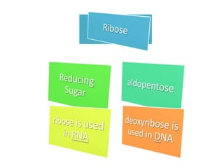 Ribose
 