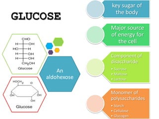 An
aldohexose
GLUCOSE
key sugar of
the body
Major source
of energy for
the cell
Component of
disaccharide
• Sucrose
• Maltose
• Lactose
Monomer of
polysaccharides
• Starch
• Cellulose
• Glycogen
 