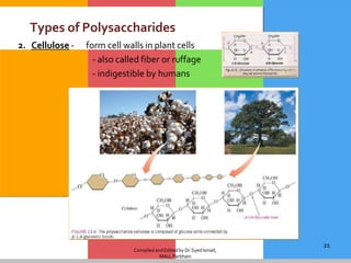 Compiled and Editedby Dr.SyedIsmail,
MAU, Parbhani
21
Types of Polysaccharides
2. Cellulose - form cell walls in plant cells
- also called fiber or ruffage
- indigestible by humans
 
