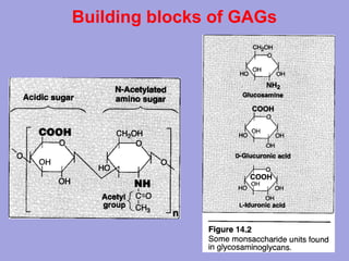 Building blocks of GAGs

C-5 epimer of glucuronic acid

 