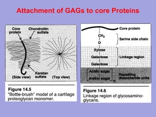 Attachment of GAGs to core Proteins

 