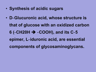• Synthesis of acidic sugars
• D‑ Glucuronic acid, whose structure is
that of glucose with an oxidized carbon
6 (‑ CH20H  ‑ COOH), and its C‑ 5
epimer, L‑ iduronic acid, are essential
components of glycosaminoglycans.

 