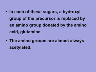 • In each of these sugars, a hydroxyl
group of the precursor is replaced by
an amino group donated by the amino
acid, glutamine.
• The amino groups are almost always
acetylated.

 