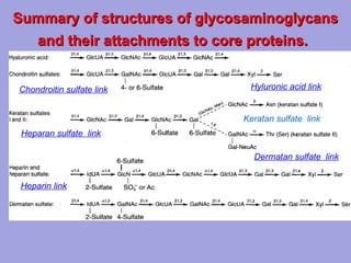 Summary of structures of glycosaminoglycans
and their attachments to core proteins.
Chondroitin sulfate link

Hyluronic acid link

Keratan sulfate link
Heparan sulfate link
Dermatan sulfate link
Heparin link

 