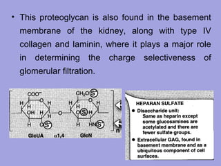 • This proteoglycan is also found in the basement
membrane of the kidney, along with type IV
collagen and laminin, where it plays a major role
in determining the charge selectiveness of
glomerular filtration.

 