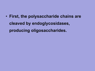 • First, the polysaccharide chains are
cleaved by endoglycosidases,
producing oligosaccharides.

 