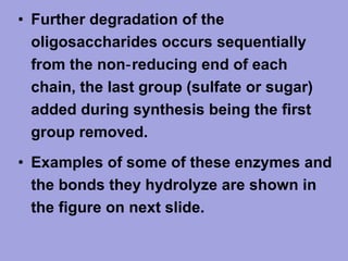 • Further degradation of the
oligosaccharides occurs sequentially
from the non‑ reducing end of each
chain, the last group (sulfate or sugar)
added during synthesis being the first
group removed.
• Examples of some of these enzymes and
the bonds they hydrolyze are shown in
the figure on next slide.

 