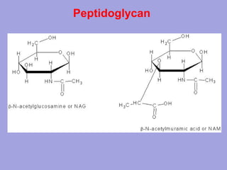 Peptidoglycan

 