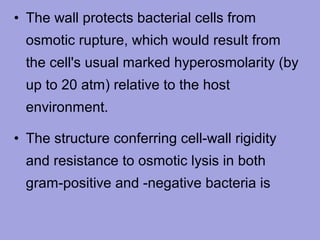 • The wall protects bacterial cells from
osmotic rupture, which would result from
the cell's usual marked hyperosmolarity (by
up to 20 atm) relative to the host
environment.
• The structure conferring cell-wall rigidity
and resistance to osmotic lysis in both
gram-positive and -negative bacteria is

 