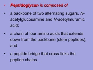 •

Peptidoglycan is composed of

•

a backbone of two alternating sugars, Nacetylglucosamine and N-acetylmuramic
acid;

•

a chain of four amino acids that extends
down from the backbone (stem peptides);
and

•

a peptide bridge that cross-links the
peptide chains.

 