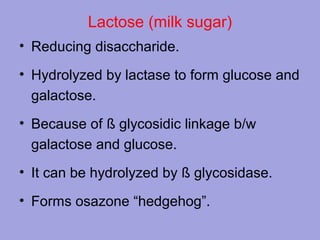 Lactose (milk sugar)
• Reducing disaccharide.
• Hydrolyzed by lactase to form glucose and
galactose.
• Because of ß glycosidic linkage b/w
galactose and glucose.
• It can be hydrolyzed by ß glycosidase.
• Forms osazone “hedgehog”.

 