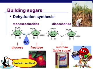 AP Biology
Building sugars
 Dehydration synthesis
|
fructose
|
glucose
monosaccharides
|
sucrose
(table sugar)
disaccharide
Anabolic reactions!
H2O
 