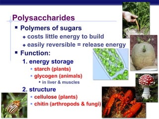 AP Biology
Polysaccharides
 Polymers of sugars
 costs little energy to build
 easily reversible = release energy
 Function:
1. energy storage
 starch (plants)
 glycogen (animals)
 in liver & muscles
2. structure
 cellulose (plants)
 chitin (arthropods & fungi)
 