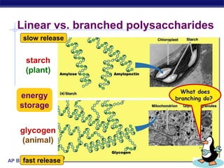 AP Biology
Linear vs. branched polysaccharides
starch
(plant)
glycogen
(animal)
energy
storage
What does
branching do?
slow release
fast release
 