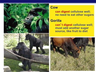 Regents Biology
Cow
can digest cellulose well;
no need to eat other sugars
Gorilla
can’t digest cellulose well;
must add another sugar
source, like fruit to diet
 