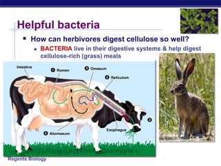 Regents Biology
Helpful bacteria
 How can herbivores digest cellulose so well?
 BACTERIA live in their digestive systems & help digest
cellulose-rich (grass) meals
 
