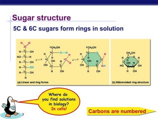 AP Biology
Sugar structure
5C & 6C sugars form rings in solution
Carbons are numbered
Where do
you find solutions
in biology?
In cells!
 