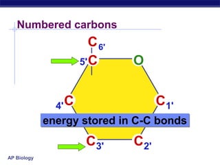 AP Biology
Numbered carbons
C
CC
C
C
C
1'
2'3'
4'
5'
6'
O
energy stored in C-C bonds
 