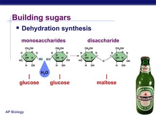 AP Biology
Building sugars
 Dehydration synthesis
|
glucose
|
glucose
monosaccharides disaccharide
|
maltose
H2O
 