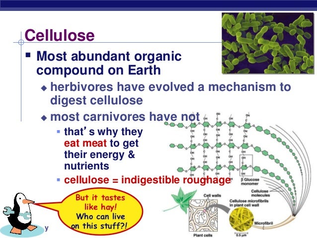 Carbohydrates