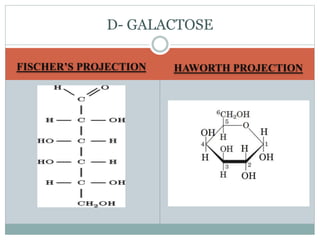 D- GALACTOSE 
FISCHER’S PROJECTION HAWORTH PROJECTION 
 