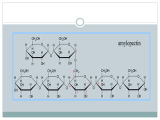 CH2OH 
CH2OH 
H 
OH 
H O 
OH 
H 
H 
OH 
H OH 
CH2 
CH2OH 
H 
OH 
H H O H 
H O 
H 
CH2OH 
H 
OH 
H OH 
O 
O 
H 
H 
OH 
H OH 
CH2OH 
CH2OH 
H H O 
H O H 
H 
H 
OH 
H OH 
OH 
O 
H 
H 
OH 
H OH 
O 
H 
O 
1 4 
6 
H O 
H 
H OH 
H H O 
H 
H OH 
H 
O 
1 
OH 
3 
4 
5 
2 
amylopectin 
 