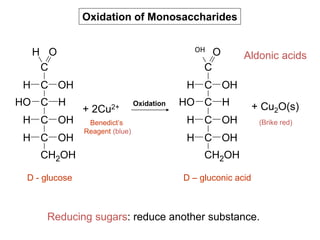 Oxidation of Monosaccharides
Reducing sugars: reduce another substance.
HHO
H
CH2OH
OHC
H
H
OH
OH
C
C
C
OH
C
+ 2Cu2+ Oxidation HHO
H
CH2OH
OHC
H
H
OH
OH
C
C
C
OH
C
+ Cu2O(s)
OH
D - glucose D – gluconic acid
Benedict’s
Reagent (blue)
(Brike red)
Aldonic acids
 