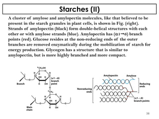 Starches (II)
A cluster of amylose and amylopectin molecules, like that believed to be
present in the starch granules in plant cells, is shown in Fig. (right).
Strands of amylopectin (black) form double-helical structures with each
other or with amylose strands (blue). Amylopectin has (16) branch
points (red). Glucose resides at the non-reducing ends of the outer
branches are removed enzymatically during the mobilization of starch for
energy production. Glycogen has a structure that is similar to
amylopectin, but is more highly branched and more compact.
38
 