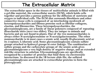 The Extracellular Matrix
The extracellular space in the tissues of multicellular animals is filled with
a gel-like material, the extracellular matrix (ECM), which holds cells
together and provides a porous pathway for the diffusion of nutrients and
oxygen to individual cells. The ECM that surrounds fibroblasts and other
connective tissue cells is composed of an interlocking meshwork of
heteropolysaccharides and fibrous proteins such as fibrillar collagens,
elastins, and fibronectins. These heteropolysaccharides, the
glycosaminoglycans, are a family of linear polymers composed of repeating
disaccharide units (next two slides). They are unique to animals and
bacteria and are not found in plants. One of the two monosaccharides is
always either N-acetylglucosamine or N-acetylgalactosamine. The other
monosaccharide is in most cases a uronic acid, usually D-glucuronic acid or
its 5-epimer, L-iduronic acid. Some glycosaminoglycans contain sulfate
groups attached to hydroxyl groups in ester linkage. The combination of
sulfate groups and the carboxylate groups of the uronic acids gives
glycosaminoglycans a very high density of negative charge, and an extended
rod-like structure in solution. Glycosaminoglycans are specifically
recognized by a number of proteins that bind them via electrostatic
interactions. As discussed in the 7B lecture slide file, the sulfated
glycosaminoglycans are attached to extracellular proteins to form the
proteoglycans.
46
Prepared By : M.Fazal-ur-Rehman UE Lahore,Vehari Campus
 