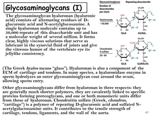 Glycosaminoglycans (I)
The glycosaminoglycan hyaluronan (hyaluronic
acid) consists of alternating residues of D-
glucuronic acid and N-acetylglucosamine. A
single hyaluronan molecule contains up to
50,000 repeats of this disaccharide unit and has
a molecular weight of several million. It forms
clear, highly viscous solutions that serve as
lubricant in the synovial fluid of joints and give
the vitreous humor of the vertebrate eye its
jellylike consistency.
(The Greek hyalos means “glass”). Hyaluronan is also a component of the
ECM of cartilage and tendons. In many species, a hyaluronidase enzyme in
sperm hydrolyzes an outer glycosaminoglycan coat around the ovum,
allowing sperm entry.
Other glycosaminoglycans differ from hyaluronan in three respects: they
are generally much shorter polymers, they are covalently linked to specific
proteins forming proteoglycans, and one or both monomeric units differ
from those of hyaluronan. Chondroitin sulfate (Greek, chondros,
“cartilage”) is a polymer of repeating D-glucuronic acid and sulfated N-
acetylgalactosamine units. It contributes to the tensile strength of
cartilage, tendons, ligaments, and the wall of the aorta. 47
 