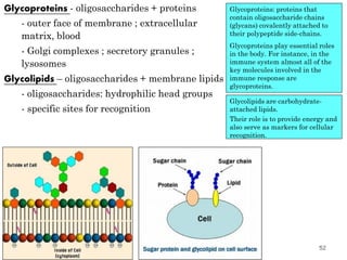 52
Glycoproteins - oligosaccharides + proteins
- outer face of membrane ; extracellular
matrix, blood
- Golgi complexes ; secretory granules ;
lysosomes
Glycolipids – oligosaccharides + membrane lipids
- oligosaccharides: hydrophilic head groups
- specific sites for recognition
Glycoproteins: proteins that
contain oligosaccharide chains
(glycans) covalently attached to
their polypeptide side-chains.
Glycoproteins play essential roles
in the body. For instance, in the
immune system almost all of the
key molecules involved in the
immune response are
glycoproteins.
Glycolipids are carbohydrate-
attached lipids.
Their role is to provide energy and
also serve as markers for cellular
recognition.
 