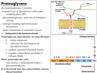 Proteoglycans
glycosaminoglycans + proteins
A special type of glycoprotein with sugar
weighing about 95%.
- glycosaminoglycans: main site of biological
activity
- hydrogen bonding and electrostatic
interactions
- major components of connective tissues
 Component of the bacterial cell wall.
Proteoglycan superfamily: at least 30 types
 tissue organizers
 influence the development of
specialized tissues
 mediate activities of growth factors
 regulate extracellular assembly of
collagen fibrils
Basic proteoglycan unit:
core protein + trisaccharide linker +
glycosaminoglycan
It is Secreted into the extracellular matrix
(basal lamina)
 