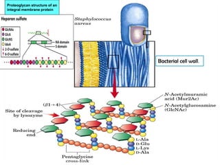 54
Bacterial cell wall.
Proteoglycan structure of an
integral membrane protein
 