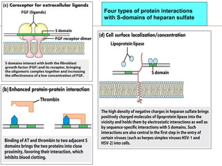 Four types of protein interactions
with S-domains of heparan sulfate
 