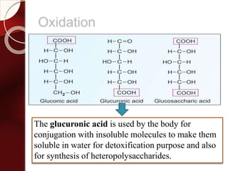 Oxidation
The glucuronic acid is used by the body for
conjugation with insoluble molecules to make them
soluble in water for detoxification purpose and also
for synthesis of heteropolysaccharides.
 