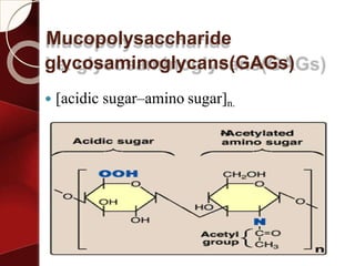 Mucopolysaccharide
glycosaminoglycans(GAGs)
 [acidic sugar–amino sugar]n.
 