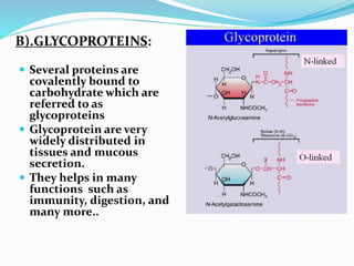 B).GLYCOPROTEINS:
 Several proteins are
covalently bound to
carbohydrate which are
referred to as
glycoproteins
 Glycoprotein are very
widely distributed in
tissues and mucous
secretion.
 They helps in many
functions such as
immunity, digestion, and
many more..
 