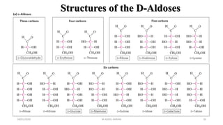 Structures of the D-Aldoses
18/01/2020 10M.ADEEL AKRAM
 