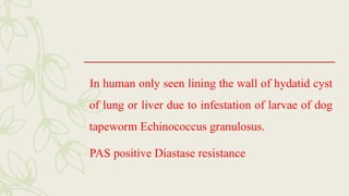 In human only seen lining the wall of hydatid cyst
of lung or liver due to infestation of larvae of dog
tapeworm Echinococcus granulosus.
PAS positive Diastase resistance
 