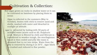 Cultivation & Collection:
Red algae grows on rocks in shallow water or it can
be cultivated on bamboos by placing them in
ocean
Algae is collected in the summers (May to
October), beaten with stick to remove sand and
shells, washed with water and bleached in
sunlight at altitude.
agar is extracted by boiling with 50 parts of
acidified water (acetic acid or dil. Sulphuric
acid). Mixture is filtered by cloth and filterate is
transferred to wooden trough, the mucilaginous
liquid is then cooled and jelly like mass is
obtained that is cut into strips. Water from the
jelly is removed by drying it at 35°C . Agar block
is crushed and reduced to fine powder.
 