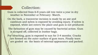 Collection:
Gum is collected from 6-8 years old tree twice a year in dry
weather in November or February- March.
On the bark, a transverse incision is made by an axe and
cambium and xylem is exposed by avoiding injury. If xylem is
exposed, white ant enters the plant and gum is not produced.
The formation of gum may be caused by bacterial action. Gum
is scraped off, collected in leather bags.
For bleaching, gum is exposed to sun for 3-4 months. Cracks
are formed on the outer surface of gum tears. Finally tears
are graded on the basis of external appearance and packed.
 