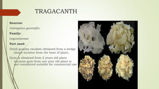 TRAGACANTH
Sources:
Astragalus gummifer,
Family:
Leguminosae
Part used:
Dried gummy exudate obtained from a wedge
shape incision from the base of plant,
Gum is obtained from 2 years old plant
because gum from one year old plant is
not considered suitable for commercial use
 
